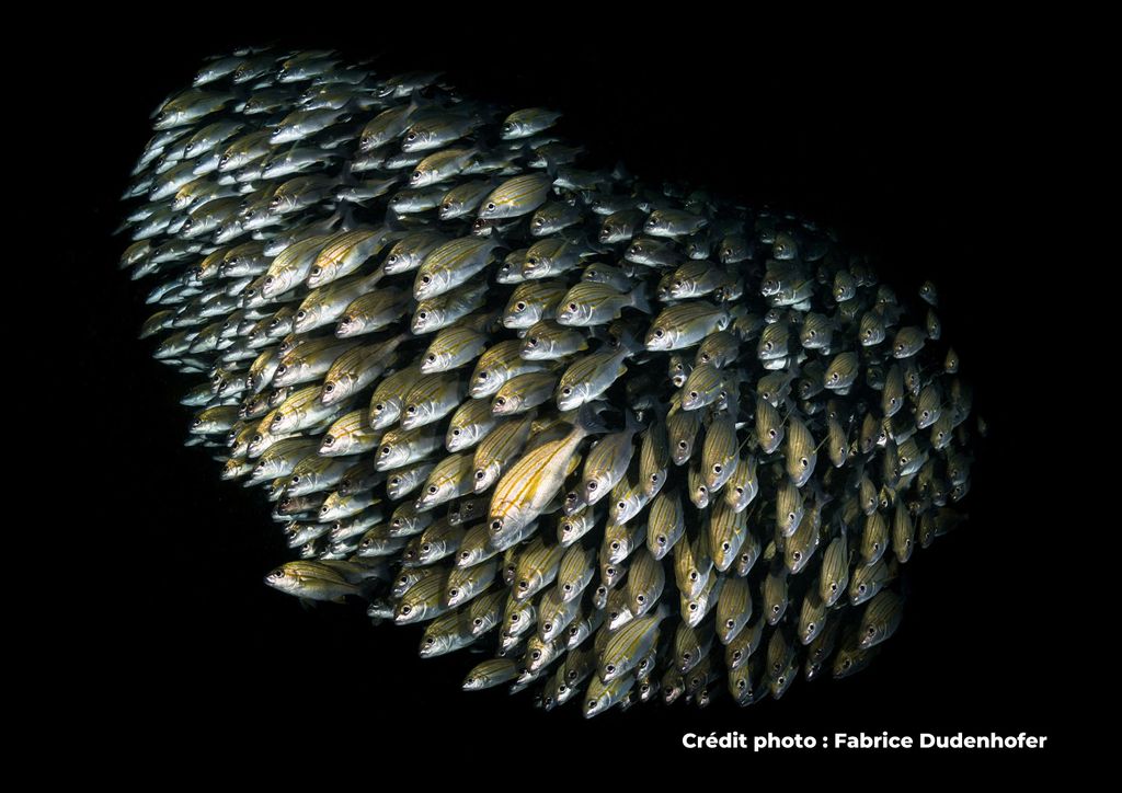 banc de sardines